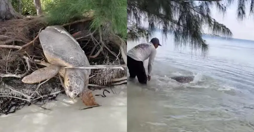 Man Finds Stranded Dead Sea Turtle And Brings Her Back To Life