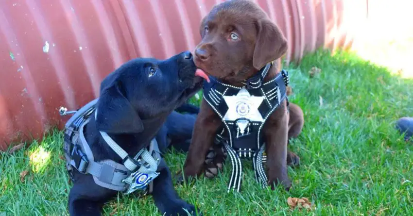 New K9 Officers Seen Struggling To Stay Awake During The Swearing-in Ceremony