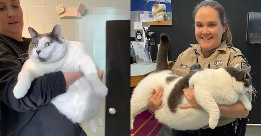 An Overweight 40 Pounds Cat Has Been Finally Adopted From Shelter