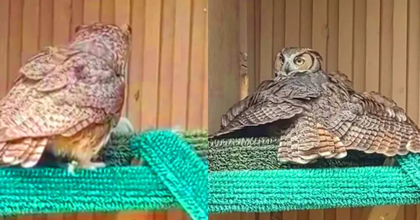 Mama Owl With Infertile Eggs Was So Excited To See Babies In Her Nest