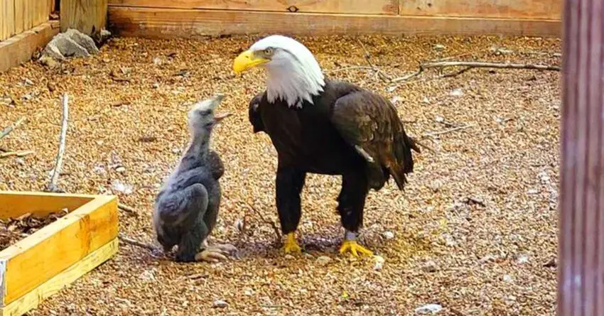 Male Eagle Who Used To Care For Rock Like An Egg, Becomes Real Dad To An Orphaned Chick