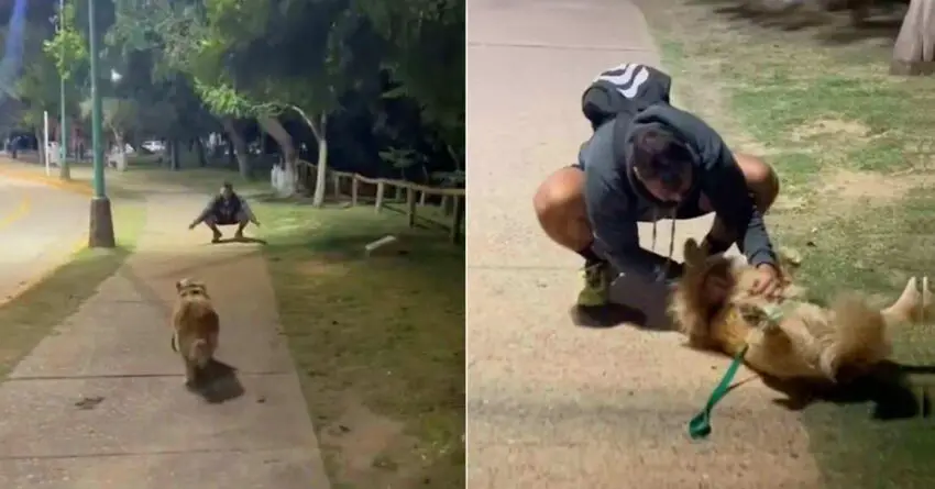 Woman Runs Into Her Ex In The Park — And Discovers Her Dog Is Still Not Over Him