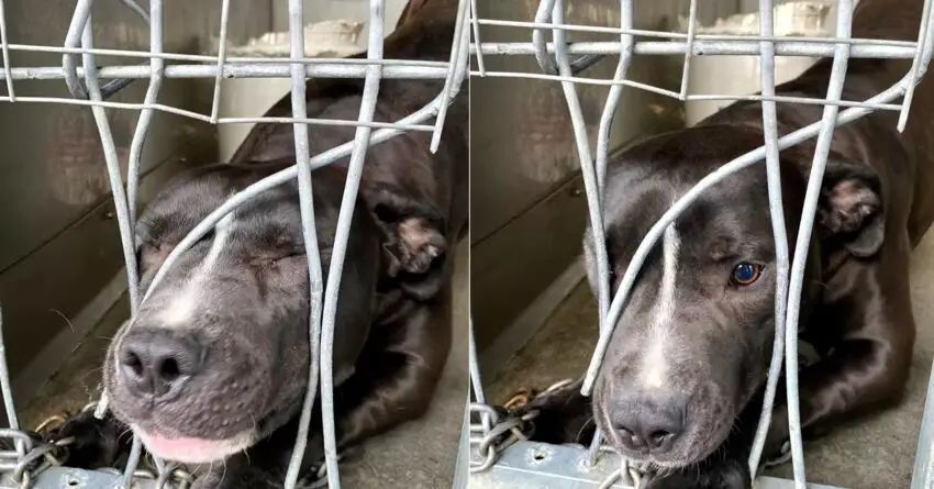 Desperate Shelter Dog Tries To Squeeze Himself Through The Kennel Bars