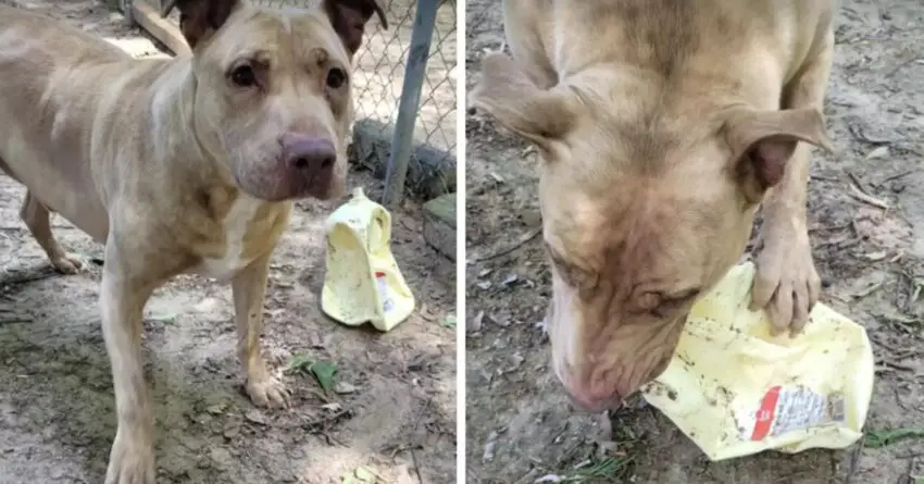 Lonely Pit Bull Who Spent 3 Years In A Shelter Finds Comfort In Unlikely Piece Of Trash