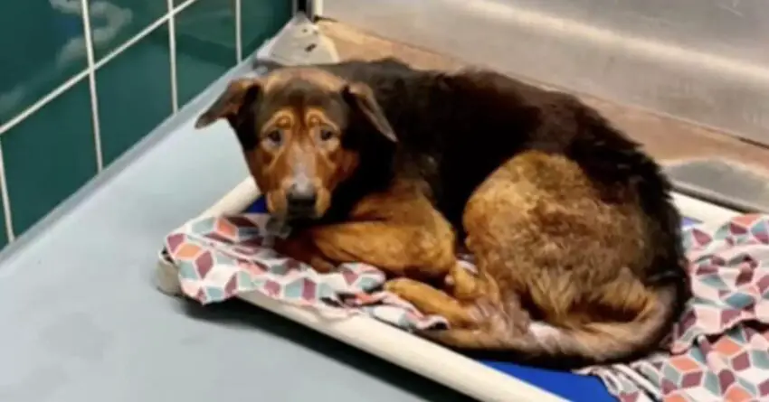 Shelter Dog Who Had Given Up Hope Is Rescued Only Moments Before Euthanasia