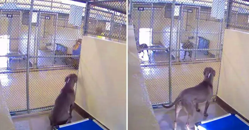 Ignored Shelter Dog Spends One Full Year Watching People Passing Over Her Kennel