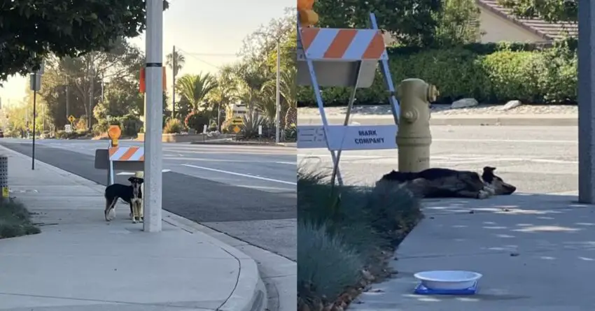 Dog Rejects Leaving The Construction Site Where She Last Saw Her Family