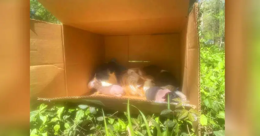 Runner Discovers Cardboard Box By The Trail With Furry And Hairless Animals In