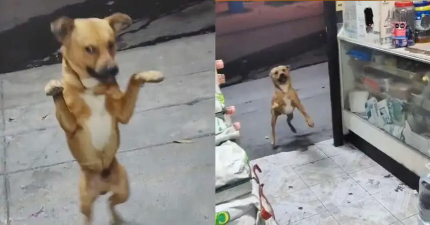 Stray Dog’s Reaction When Shopkeeper Feed Him Makes It All Worthwhile