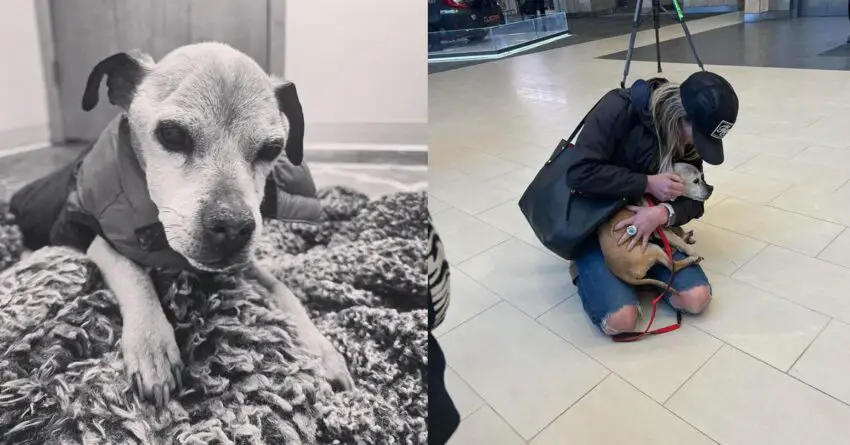 Nugget, Dog Who Got Reunited With His Dad After Went Missing For 7 Years, Passed Away