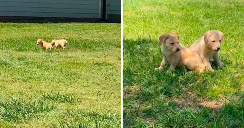 Woman Comes Across Two Furry Babies Outside Empty House While Walking