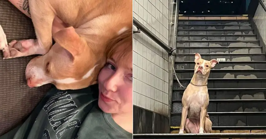 Woman Saves And Adopts Abandoned Dog At New York City Subway Station.