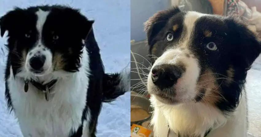 Lost Dog Returns Home After Managing To Survive 150-Mile Journey Through Alaska Sea Ice