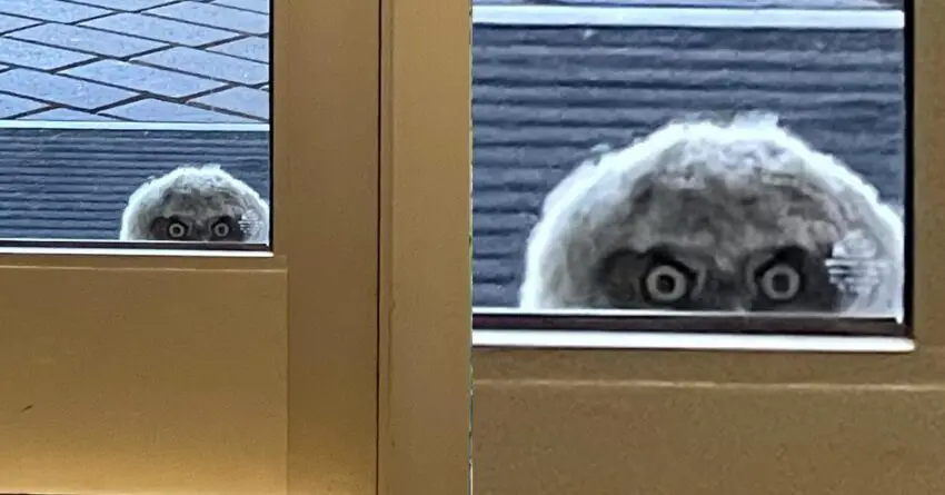 School Personnel Look Out Window And Find That They Are Being Watched