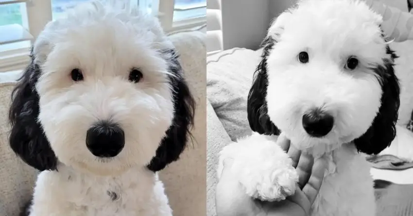 Snoopy In Real Life: Bayley, The  dog, Is The Cartoon Dog’s Identical Twin.