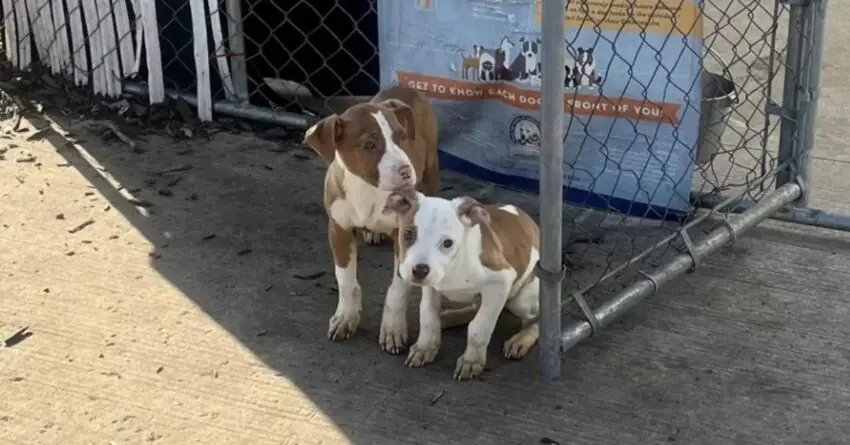 Woman Finds Two Babies Trembling Near Fence When She Arrived At Work