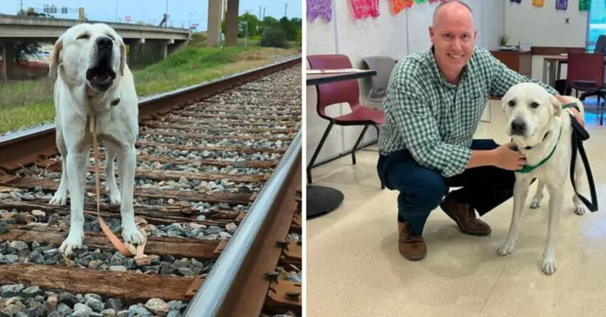 Dog Saved After Being Nailed To Train Track Just In Time, Finds A New Home