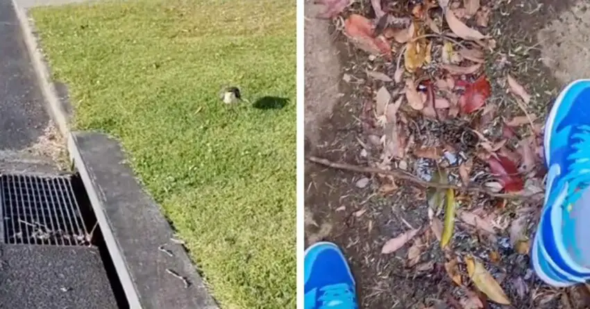 Woman Finds Crying Bird By Strom Drain And Decides To Take A Closer Look