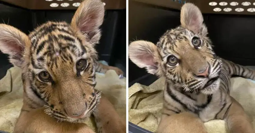 Baby Tiger Cub Freed From A Dog-Sized Cage In Closets, Overjoyed To Run And Play