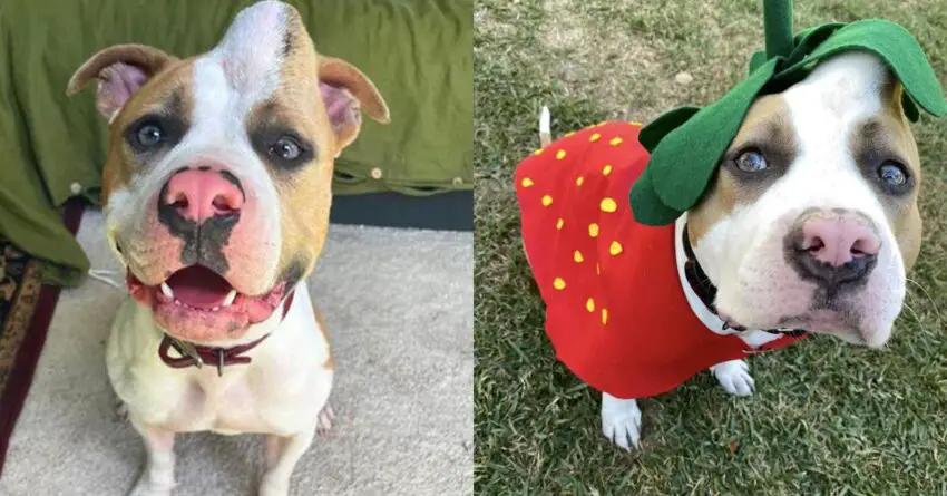 Dog’s Adorable Hats Make Her Feel More Confident in Her Own Skin