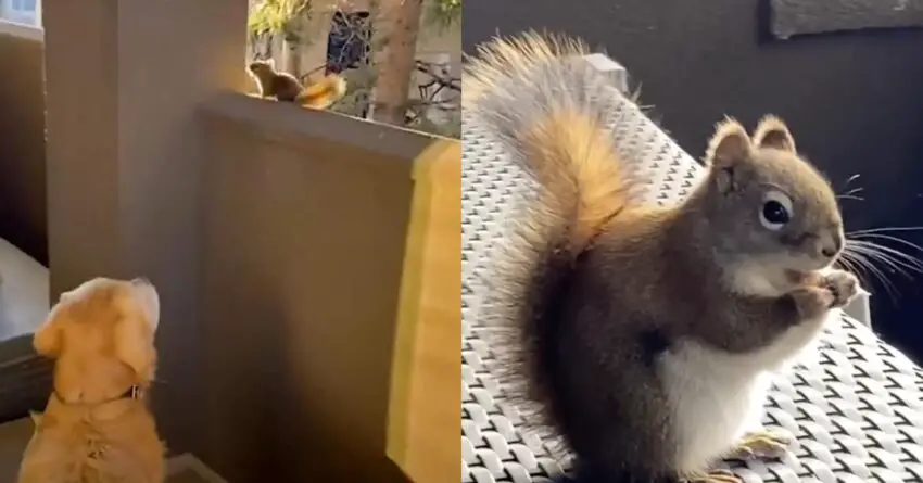 Golden Retriever Waits Patiently For His Wild Squirrel To Visit Him Every Day