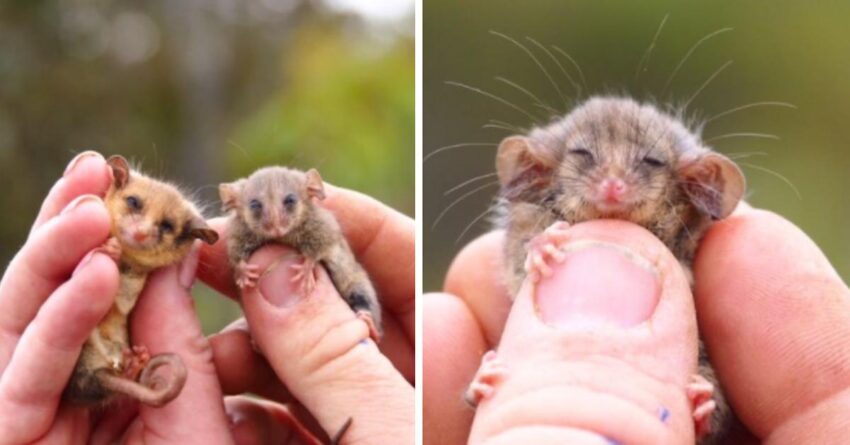 Rare Pygmy Possums Melts Hearts Of Rescuers, As They Are Endanger Of Being Erased By Bushfire