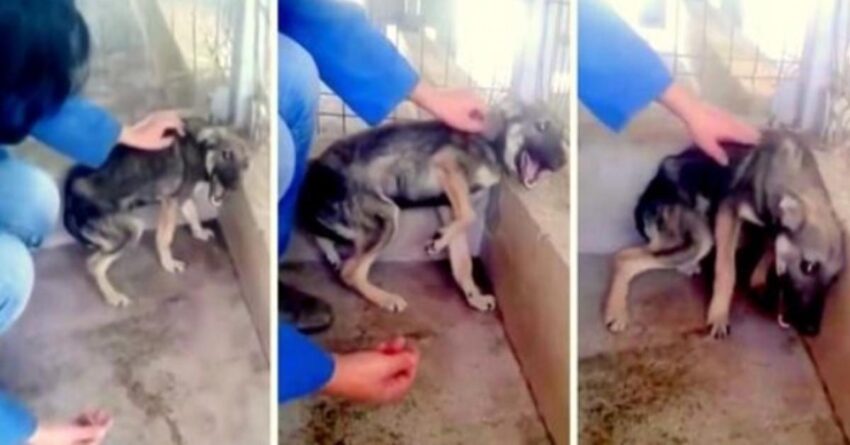 Terrified Abused Dog Shrieks In Fear When Rescuer Tries To Touch Her