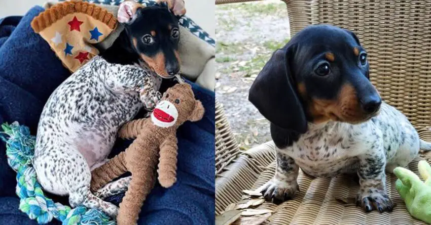 Dachshund Puppy Born With Rare Special Black And White Skin, Looks Like A Cow