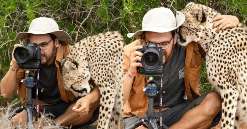 Photographer Surprised When Cheetah Approached Him Quietly And Gave Him A Hug