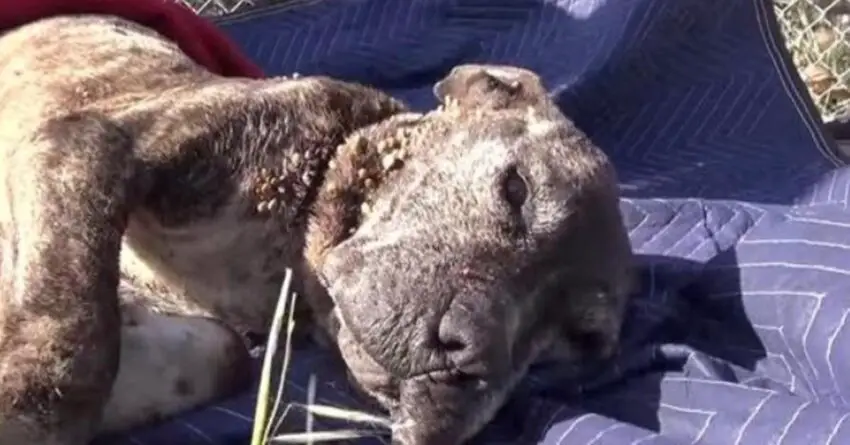 Rescuers Move Paradise And Earth To Save Sick Dog Life Who Was Abandoned On Bridge To Die