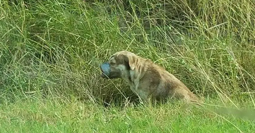 Dog Found With Taped Mouth And Legs, Couldn’t Stop Wagging His Tail When Being Rescued