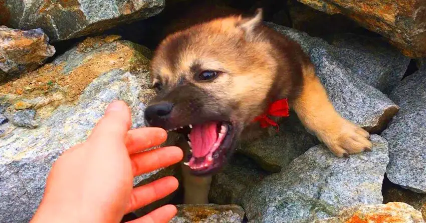 Dog’s Story Who Found Buried In Huge Pile Of Rocks Melts Hearts Of Millions