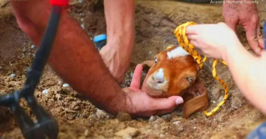 Rescuers Work For Hours To Free Trapped Goat In a Big Irrigation Pipe And Save Its Life