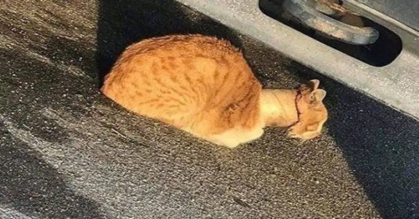 Cat Found With A Tape Roll Over His Neck, Rescued And Given A New Life