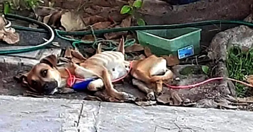 She Approaches Chained Starving Dog Quietly And Carry Her To The Car With Tears In Her Eyes