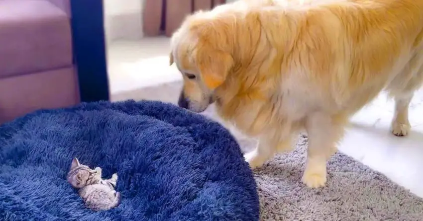 Golden Retriever Melts Down Watching Tiny Kitten Sleeping In His Bed