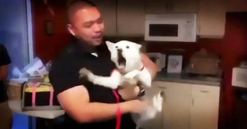 Missing Dog At Shelter Rejects Adoption Until He Sees His Owner Walks In