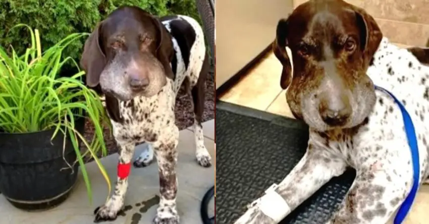 Rattlesnake Bites Dog 5 Times While He Was Trying To Break Free