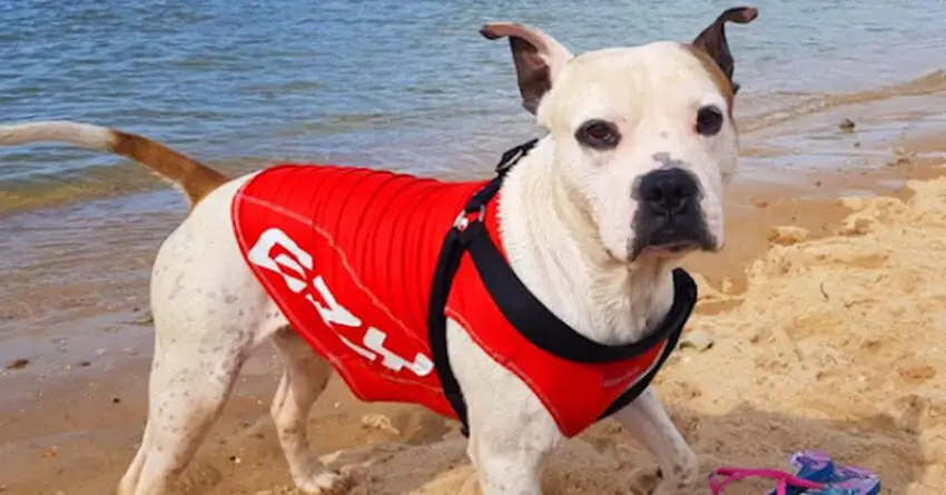 Pit Bull Jumps Into Dangerous River and Saves Boy From Drowning