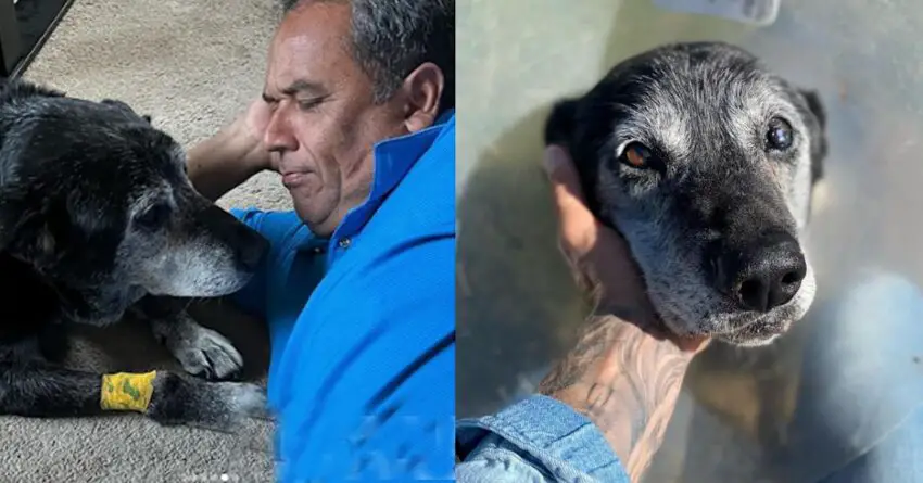 Man adopts 16-Year-Old Senior Dog To Make His Final Hours As Happy As Possible.