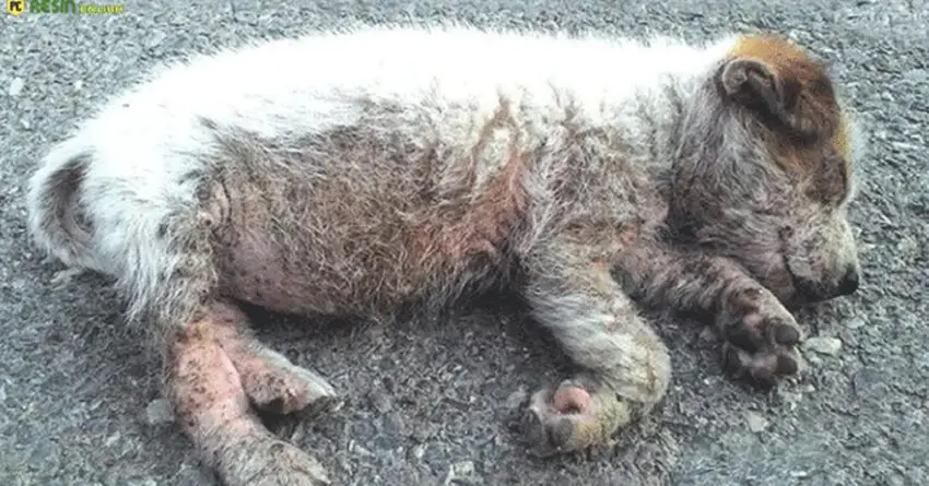 She Lays In The Middle Of The Road In Critical Condition, Depressed Waiting For Someone To Help!