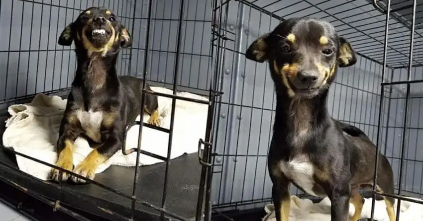 Rescue Dog Surprises Staff With World’s Cutest Smile