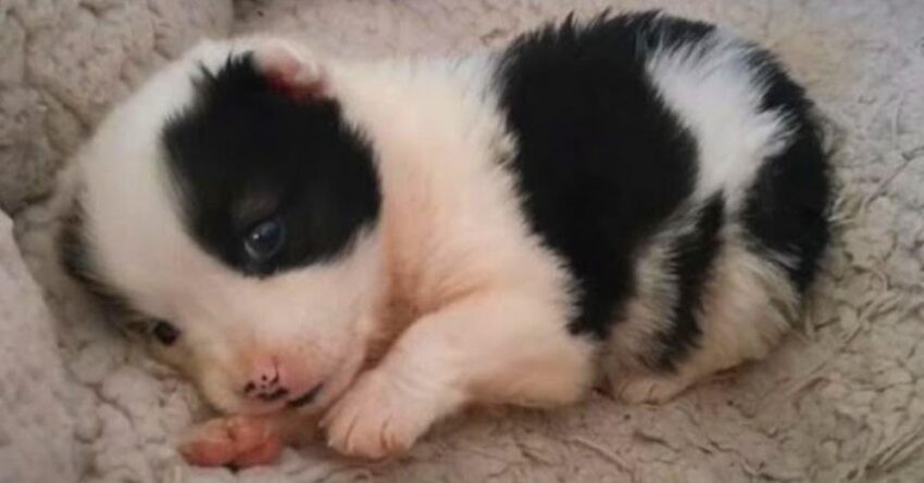 Tiny Puppy Found Wandering Around Construction Site Crying From Hunger And Despair