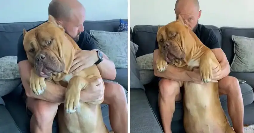 Giant 160 lb Pit Bull Loves And Enjoys Being Cuddled