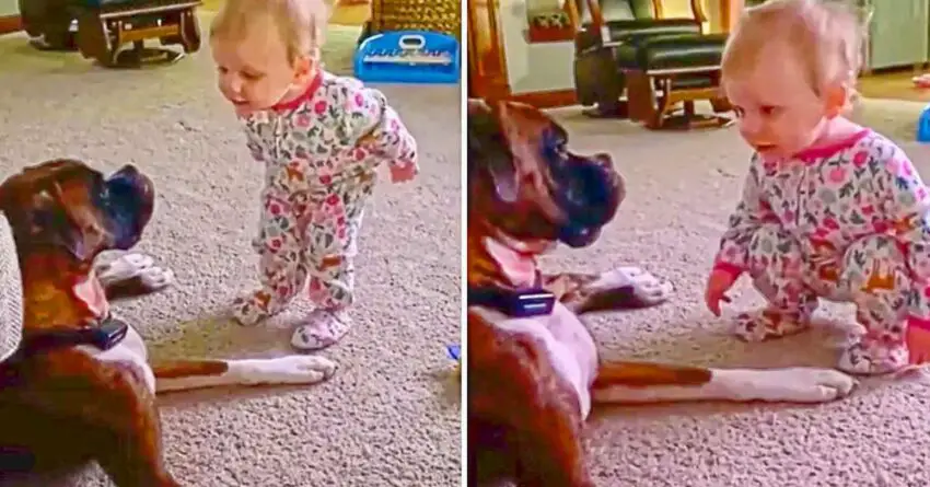 Little Girl Can’t Stop Talking Her Doggy Friend