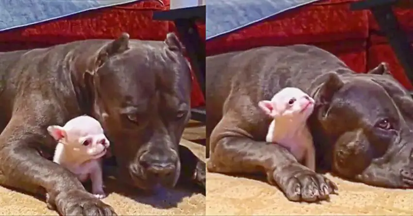 Protective Giant Dog Is So Patient  While Tiny Puppy Tries To Play With Him