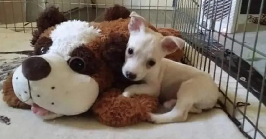 Owner Threatens That If No One Adopts His ‘Different’ Puppy, He Will Drown Him