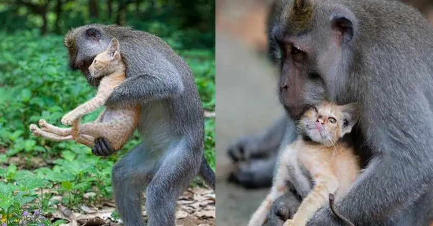 Kitten Is Adopted By Monkey, Who Treats It Like Her Own