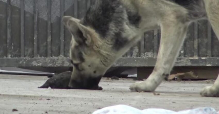 Stray Mama Dog Tries To Reviving Her Baby, Until Rescuers Intervene