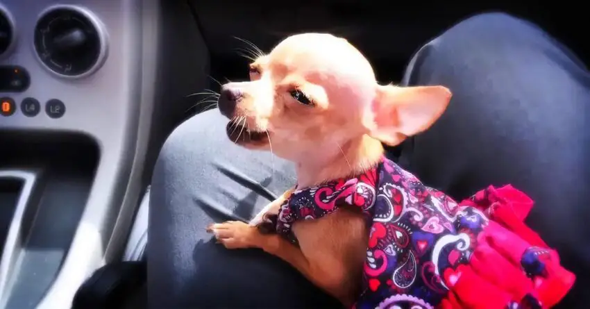 Grandpa Wrote a Song For His Chihuahua, And She’s Mastered Singing It